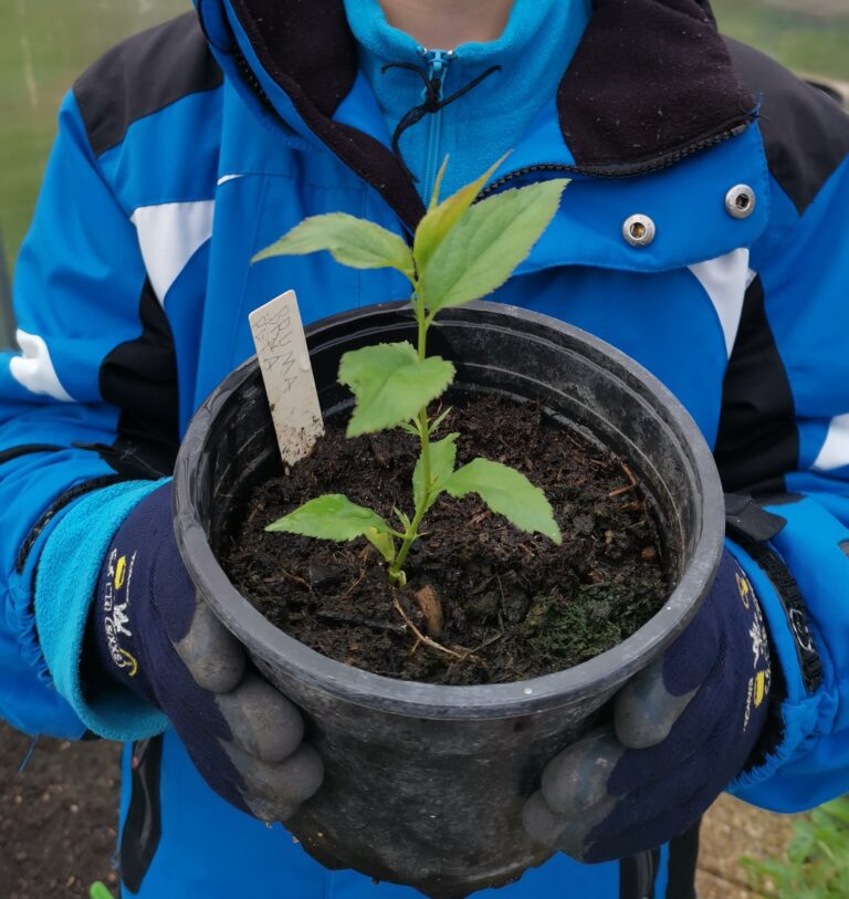 Benefity přírodní zahrady