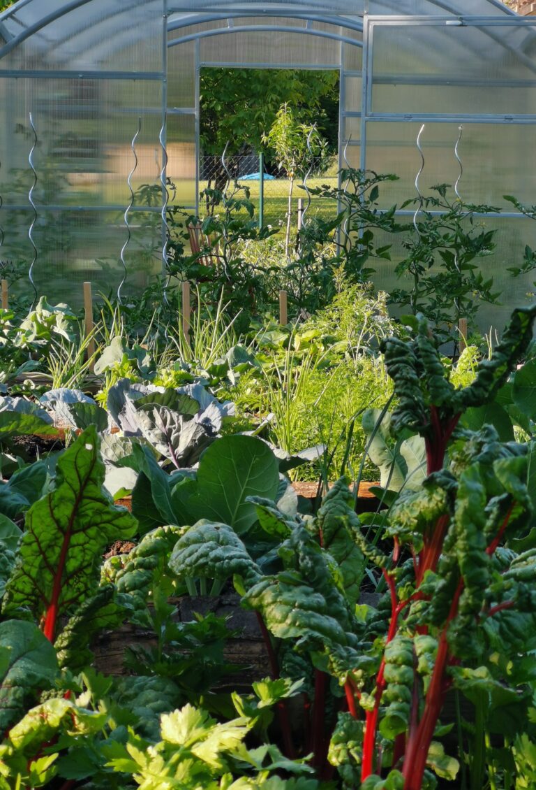 Jak velký pozemek potřebuješ k pěstování vlastního jídla?